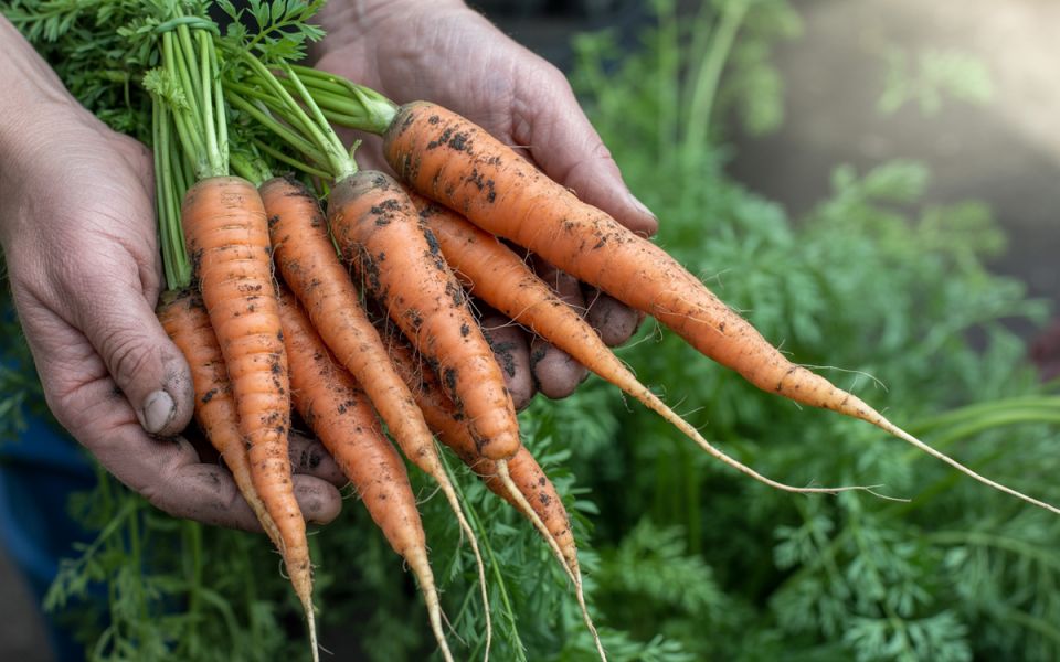 ��� ������� ������� ������� � ������: ������� ������������ ���������