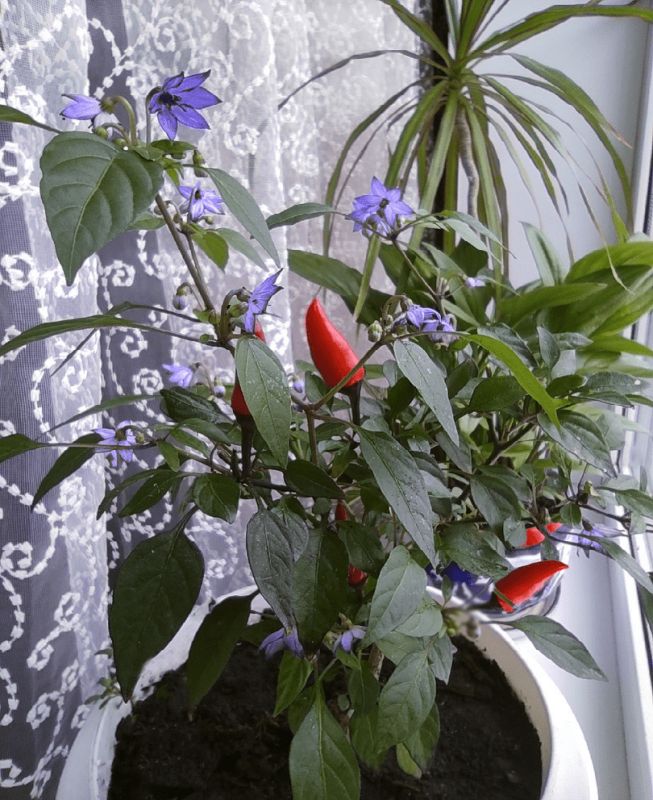 ������� ����� �� �����������: ������� ������� ��� ������ ������� ���