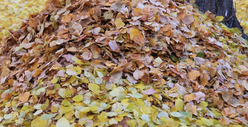 ������� �������� ��� �������� �����: ��������� ����������� � ����������� ����� � ����� �����