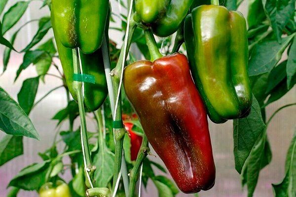 Проверенный взгляд на перец Ламуйо: крупные плоды и вкус как лакомство