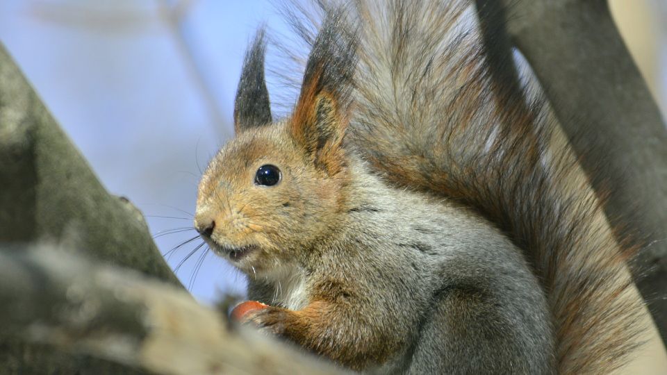 ��������� � ����������: ������ ������������� �� �������� �������� ��������� �����