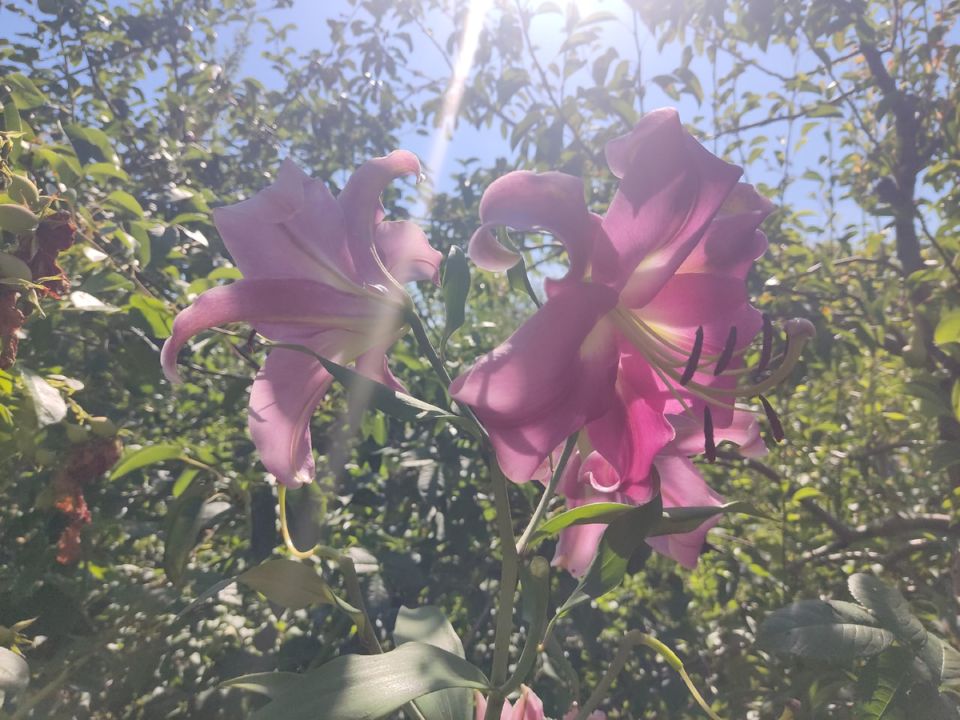 Новый сад: как оставить старое позади и начать с чистого листа