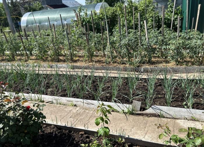 Почему стоит заделать сидераты в почву осенью: советы и рекомендации