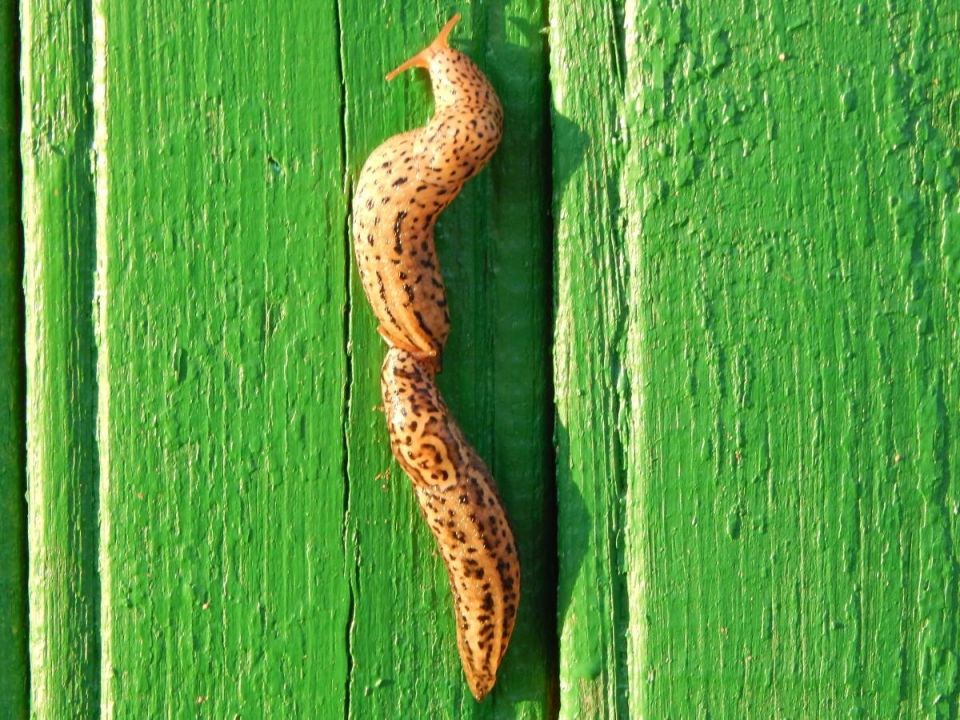 Как защитить урожай от слизней в дождливый июнь: практические советы