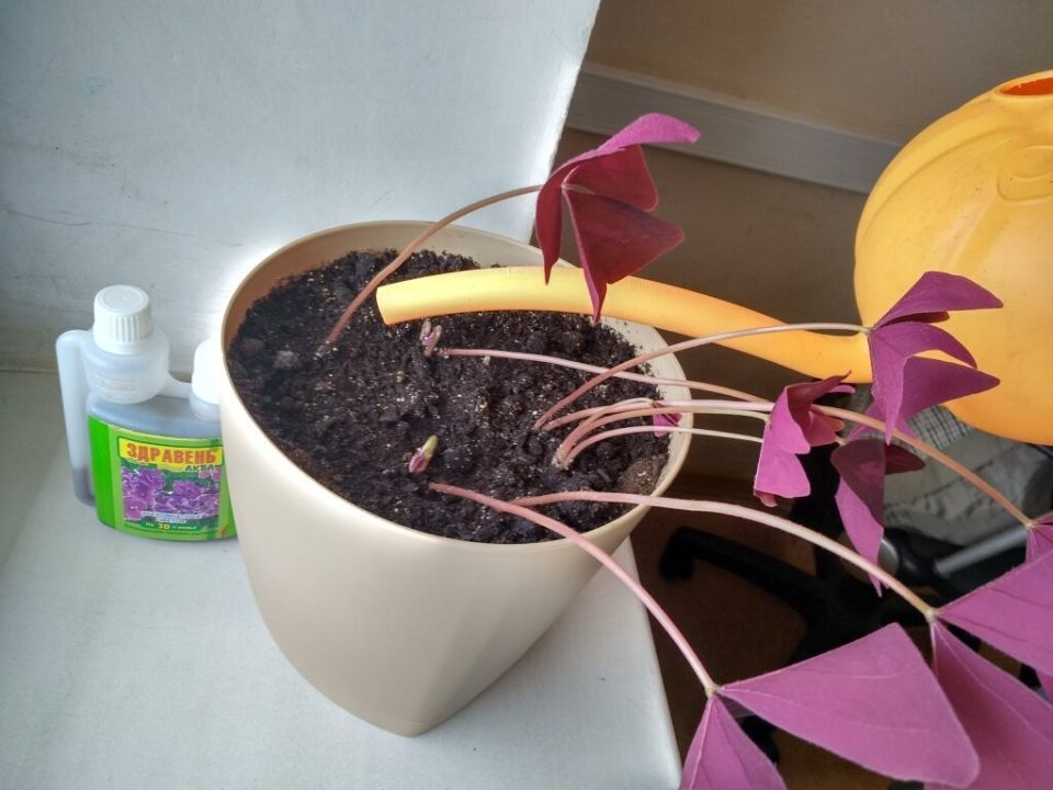 Как заботиться о комнатных растениях в осенний и зимний период