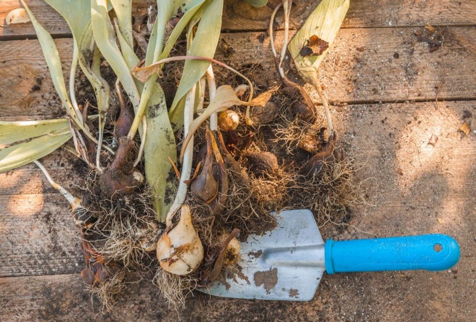 Когда пора заниматься тюльпанами: рекомендации по выкопке и хранению луковиц