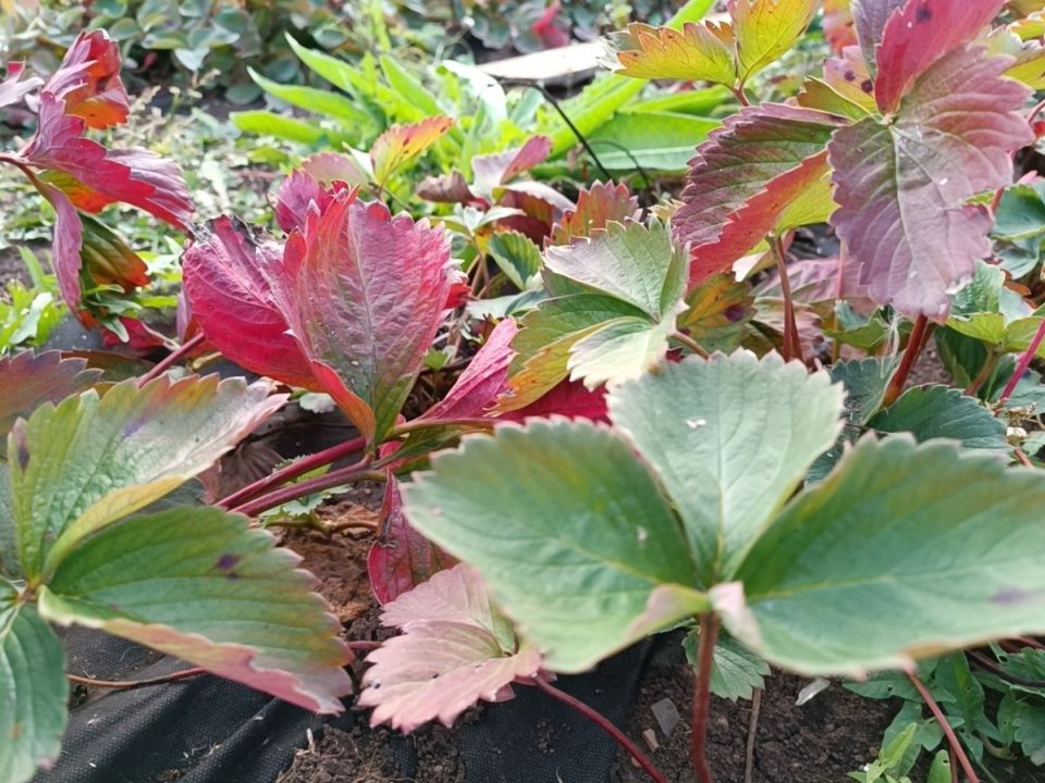 ����� ������ �������� ������: ��� ������ ����� ����� ���������