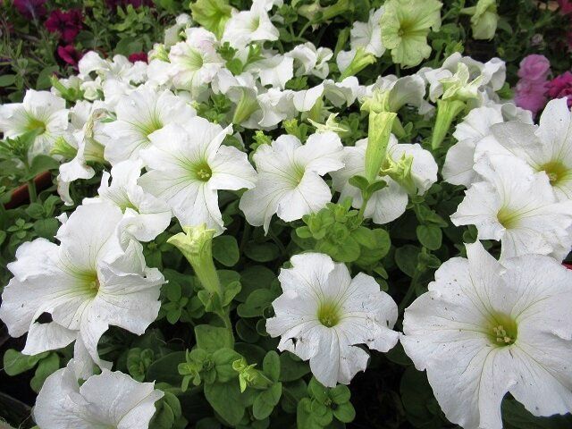 Когда лучше сеять семена петунии: опыт и советы