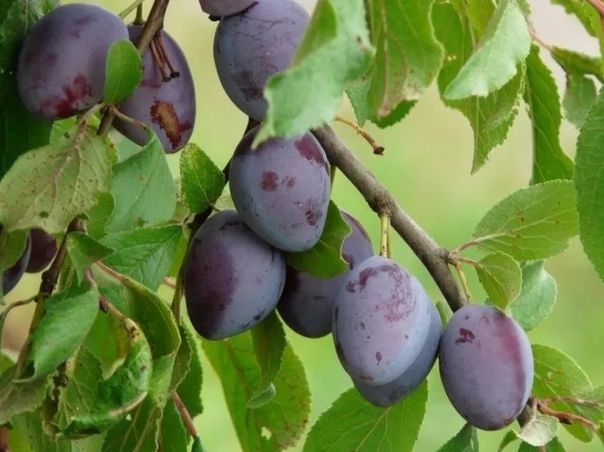 ������ ����� ������ ������: �������� ������ �����