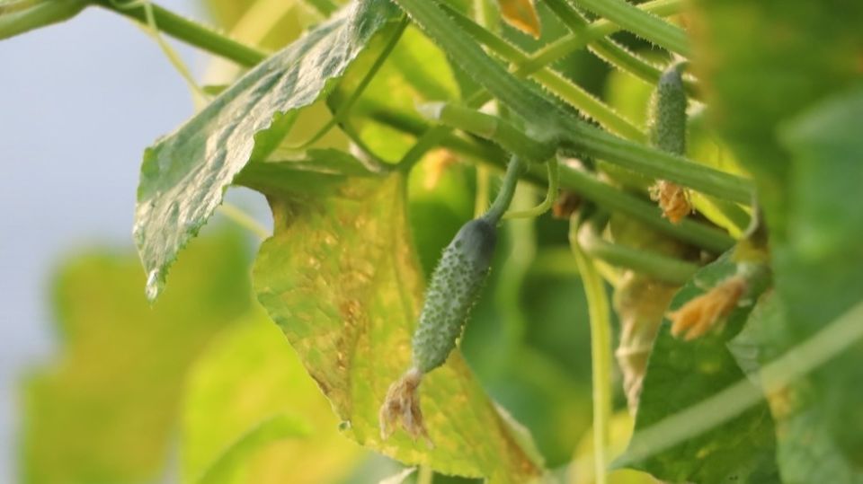 ��� ��������� ������ ������� � ���� � ��� ����: 5 ������� ������ �� ���� � ������