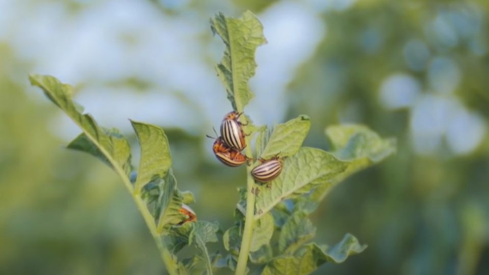 ����� � ����������� �����: �������� �������� ������