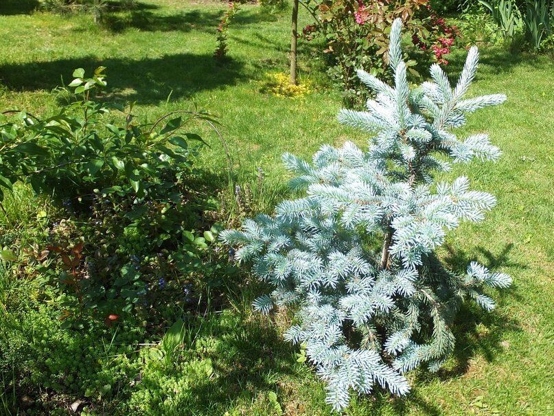 ��� ����: ���������� � ���������� � ����������� �������