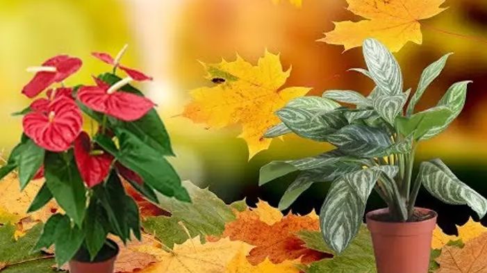 ��� ����������� ��������� �������� � �����: ������ ��� �����