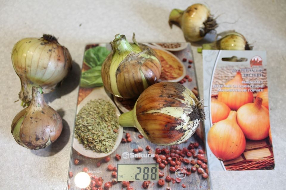 Как вырастить репчатый лук из семян всего за год