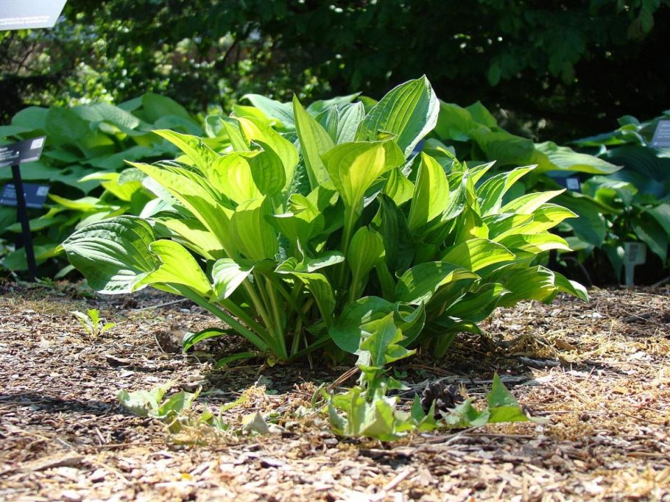 ��� ���������� ���� � ������ �����: �������� ��� ������ ������� ����