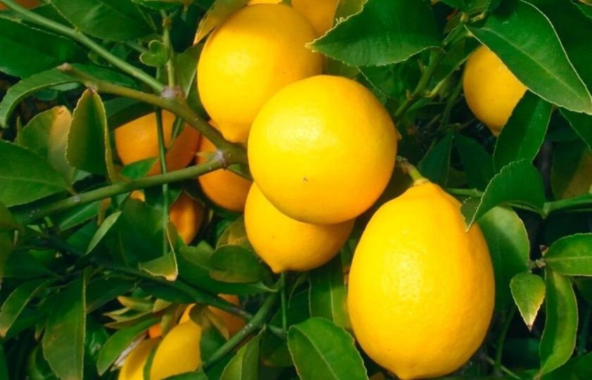 ��� ��������� ����� �� ��������: ������� ���� � ��������� �������