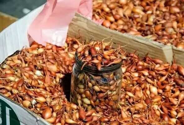 ��� ������� ���-�����, ����� �������� ������� � ������������ � �������������