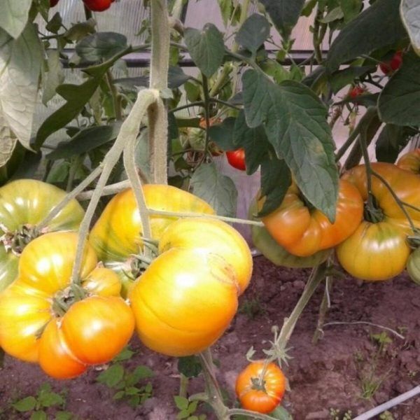 ����� ������� �������� ���������: ��� �������� ��� ��� ���� ���������� ������