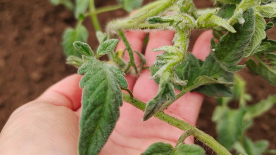 ��� ������ �� ������� �������� �������: ������� ����� � ������������ ������