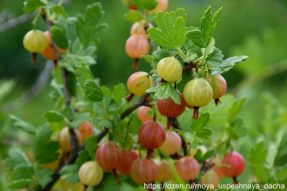 ��� �� ����� ������ ���������: �������� ������, ������� ������� ��������