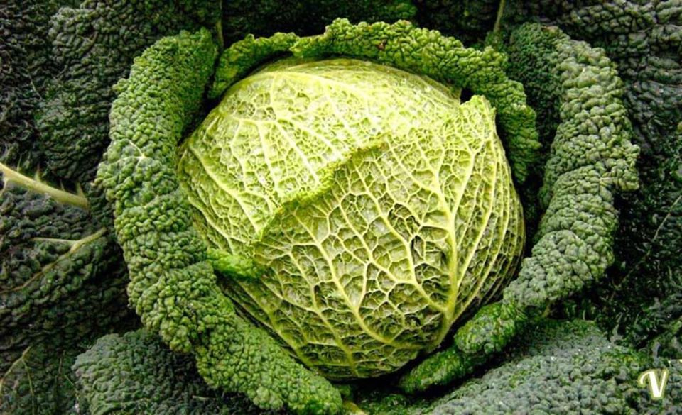 ����������� ��������� �������: �������, ������� ������� ��� ������