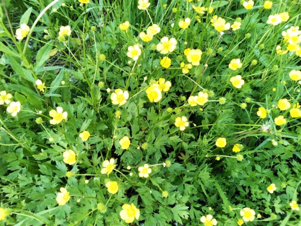 ��� ������� ��������� ����� ��� ��������: ������� � ������