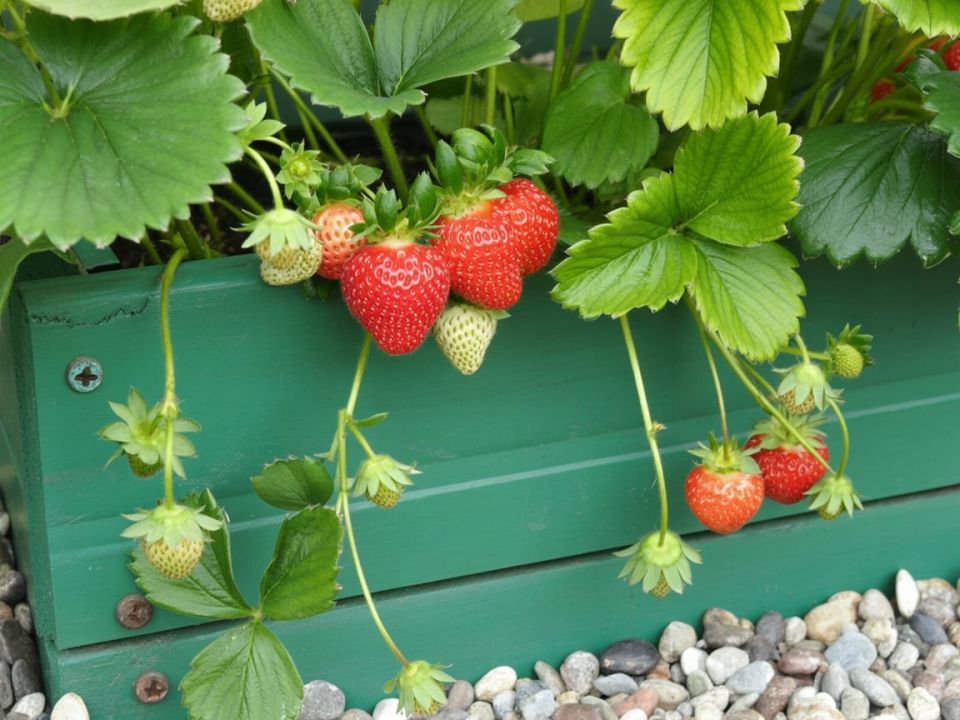 ��� ������, ���� �������� ��������� ��������� �����? ������� ������� ���������� �������