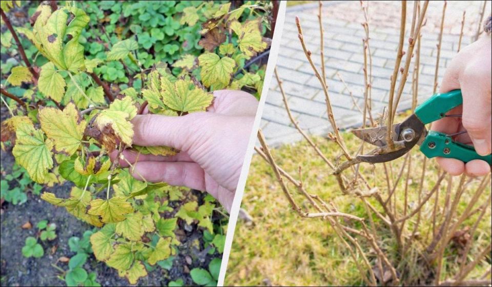 ��� ��������� �������� ��������� ����� ������� ��������: ������ ��� ���������