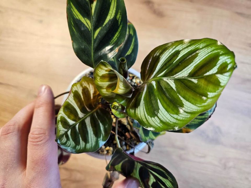 Капризные зелёные любимцы: 10 комнатных растений, которые требуют особого ухода