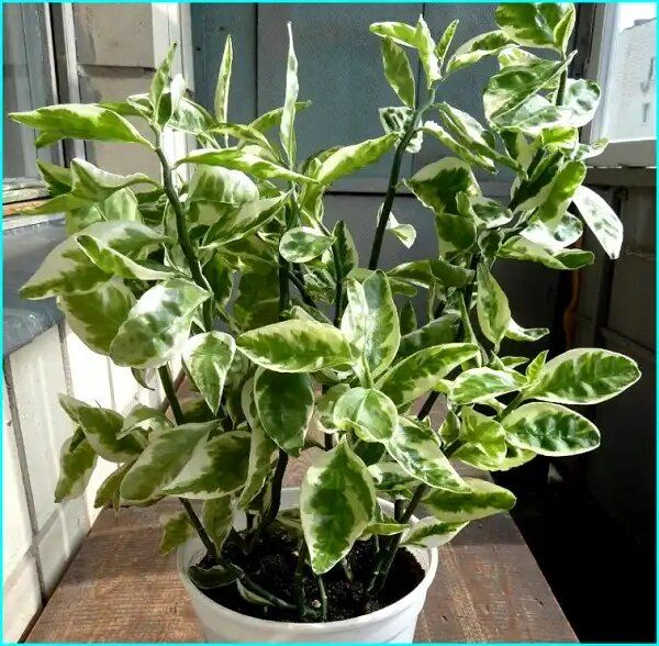 ����������: ������������ �������, ��������� ����������� ��� ��������