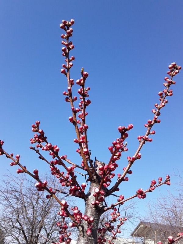 4-метровые абрикосы под дождём: как мы пересадили крупномер и сохранили урожай