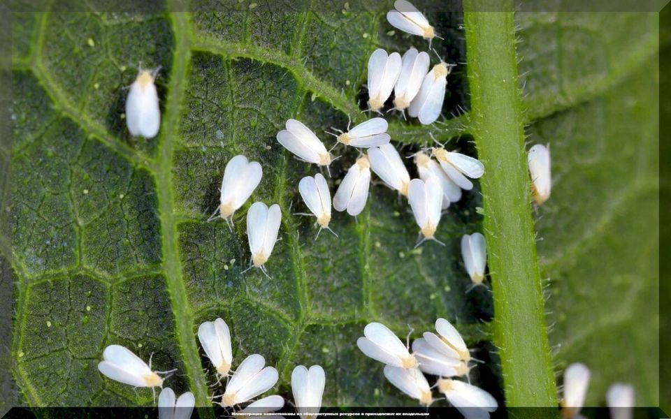 ������� ������ � �����������: ������ ��� ��������