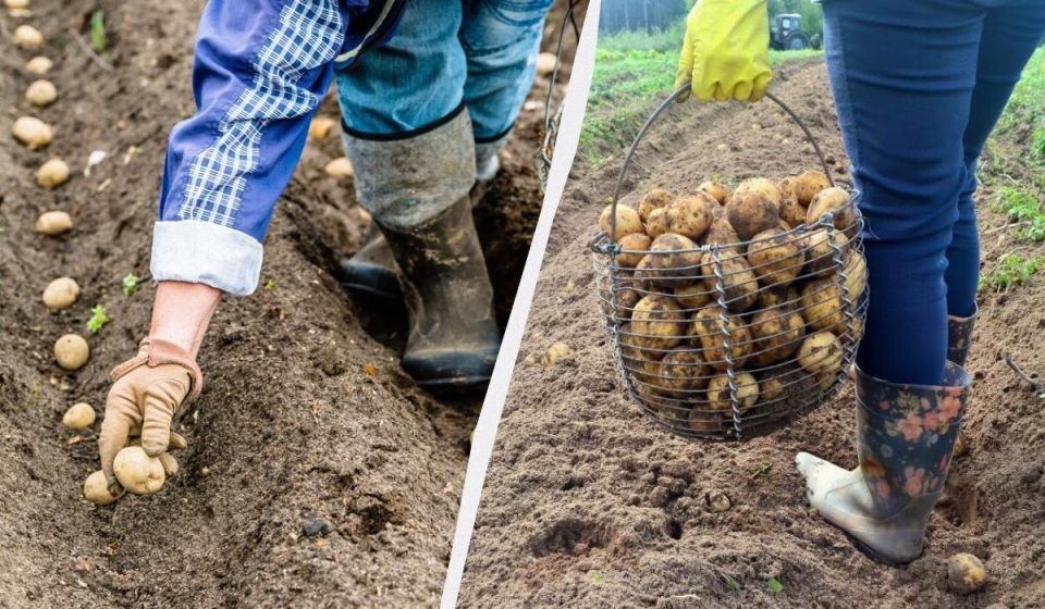 �������� ��� ������: ��� �������� � ����� ��� ������� ��������