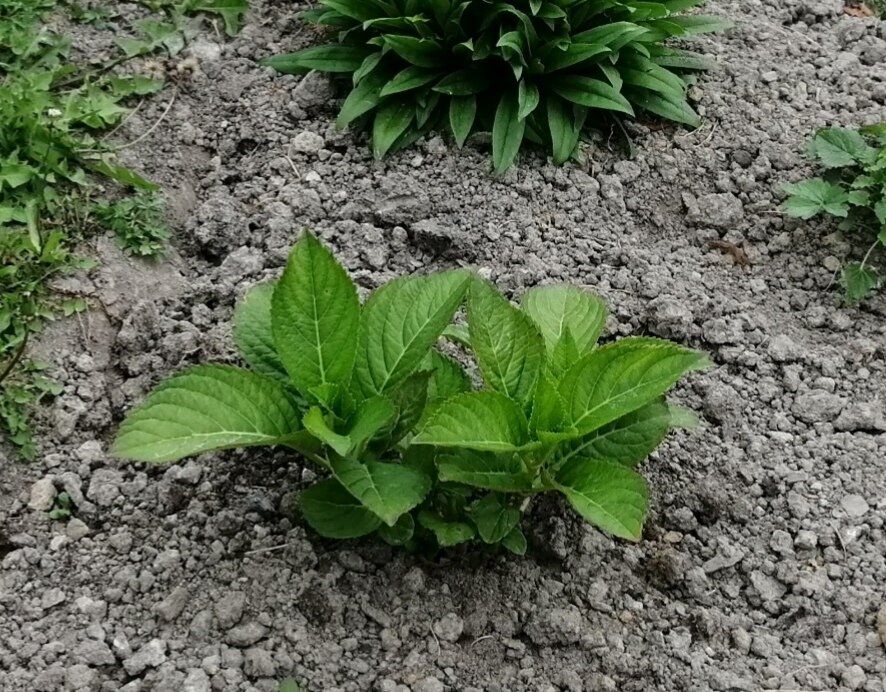 ��� �� �������� ������� ���� ������: ������� ������� ���������� � ����