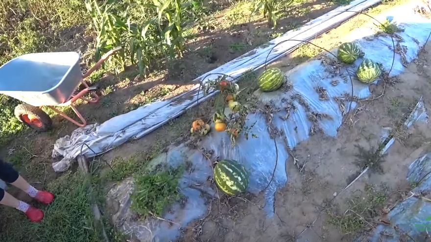 ��� � �������� ���������� ������� ������ ��� ������� �� ��� ������: 7 �������� �� �������� ���������