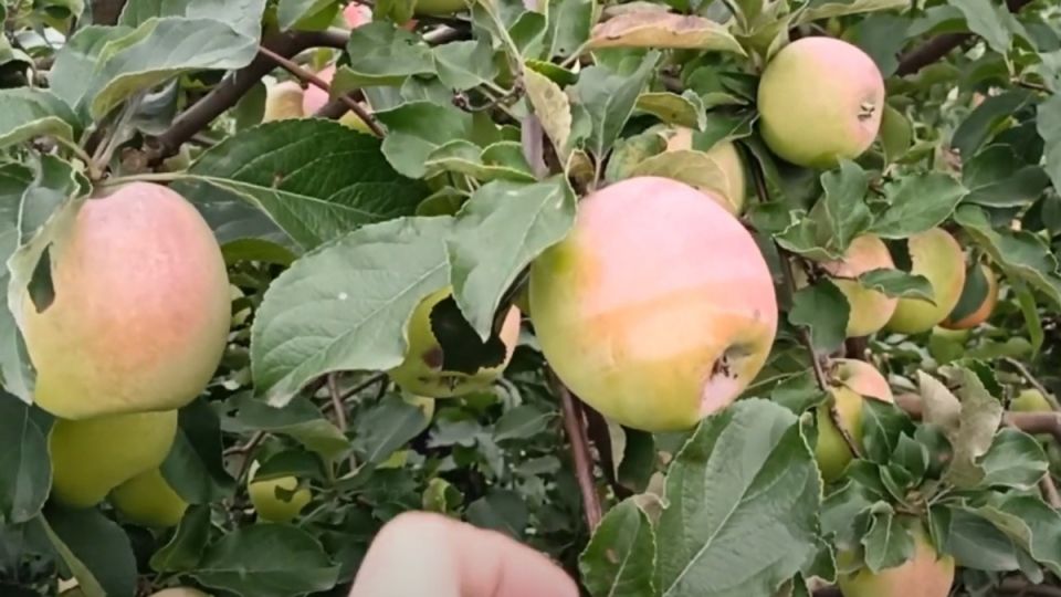 ��� ������ ������ ������: ������ ������ �� �������� ��������