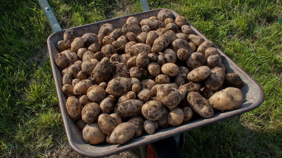 Цветение картофеля: стоит ли обрывать цветки для улучшения урожая?