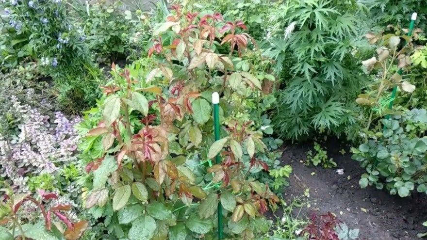 Эффективная осенняя обработка роз: три схемы для разных уровней опыта