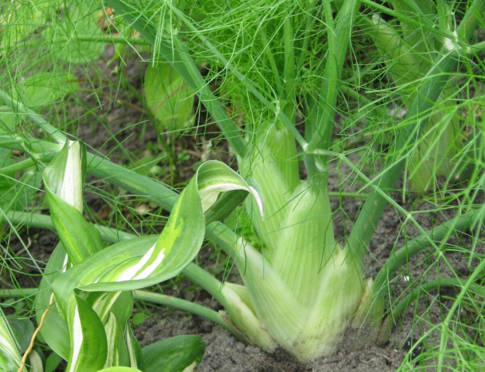 ������� �� ����� ������: ��� ��������� ������� � ��������� ����