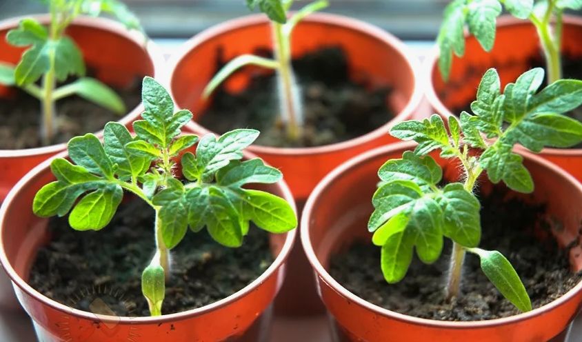 ��� ������� ������� ������� ������� � �������� �� ��������� ������