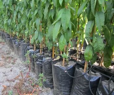 Как не попасться на уловки продавцов саженцев с закрытой корневой системой