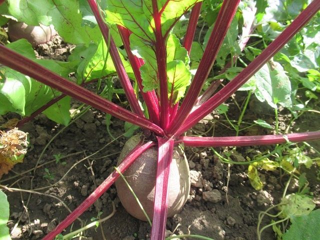 Как определить сроки уборки свеклы: важные признаки и советы