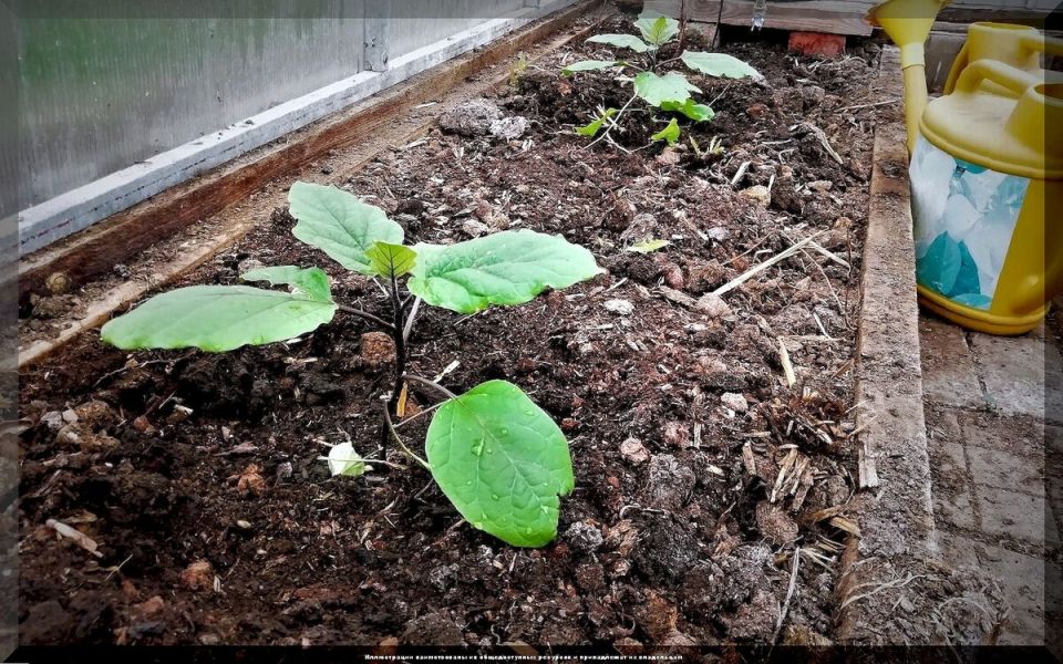 ��� ���������� ������� ���������� � �������: ������ ��� ��������� �����