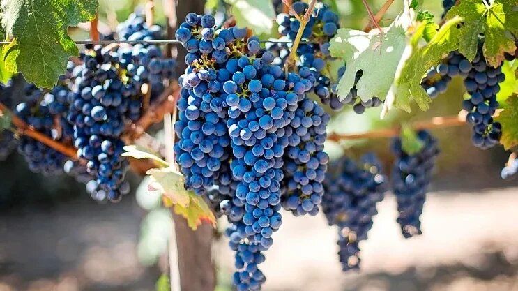 Секреты успешного виноградарства: три сорта для любого климата