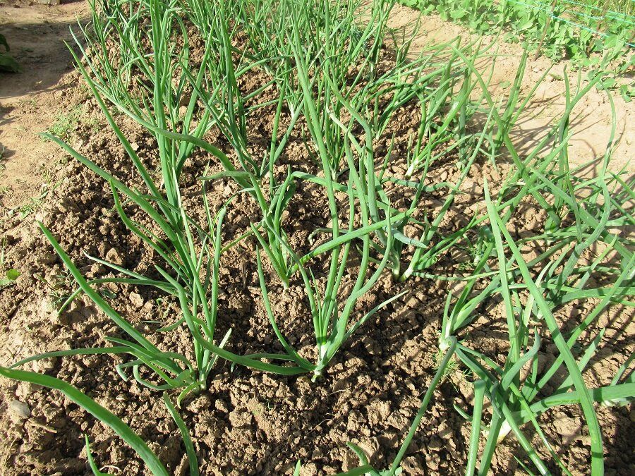 ��� ���������� ���� ����: ������� �������� ��������� � ����