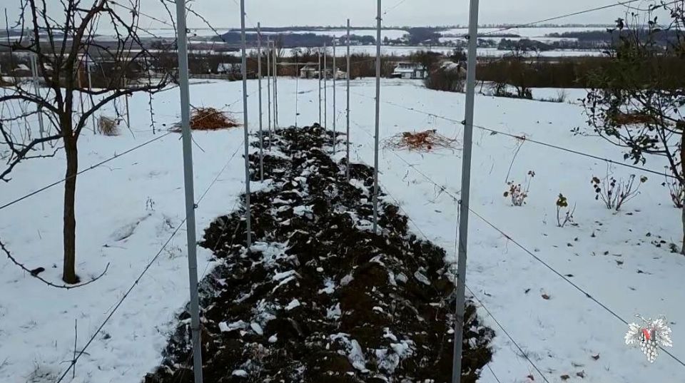 Зимний уход за виноградниками и садами: что нельзя пропустить