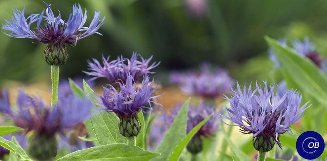 Красота в саду: 5 многолетних растений, которые лучше не сажать