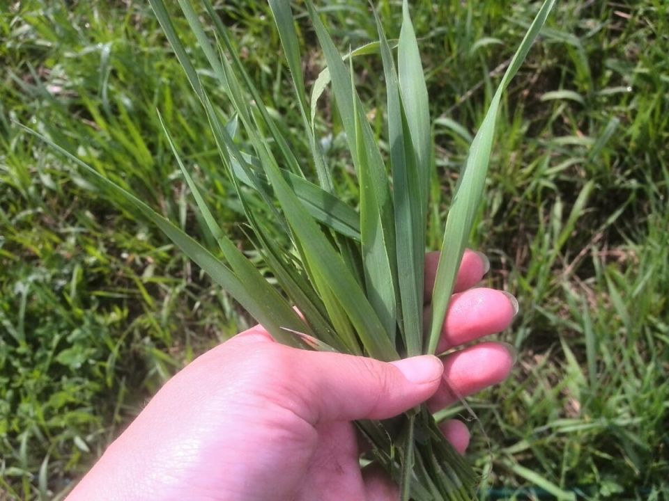 Эффективные методы борьбы с пыреем на огороде