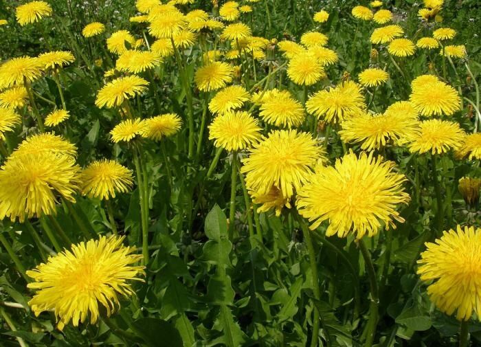 ����� �� �������: ����� ������� �������� ����� ����?