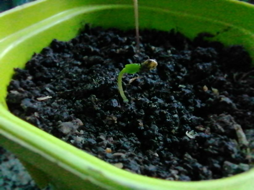 Как справиться с всходами, не сбросившими семенную оболочку